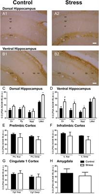 Chronic Stress Modulates Interneuronal Plasticity: Effects on PSA-NCAM and Perineuronal Nets in Cortical and Extracortical Regions